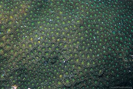 CotW: Leptastrea transversa