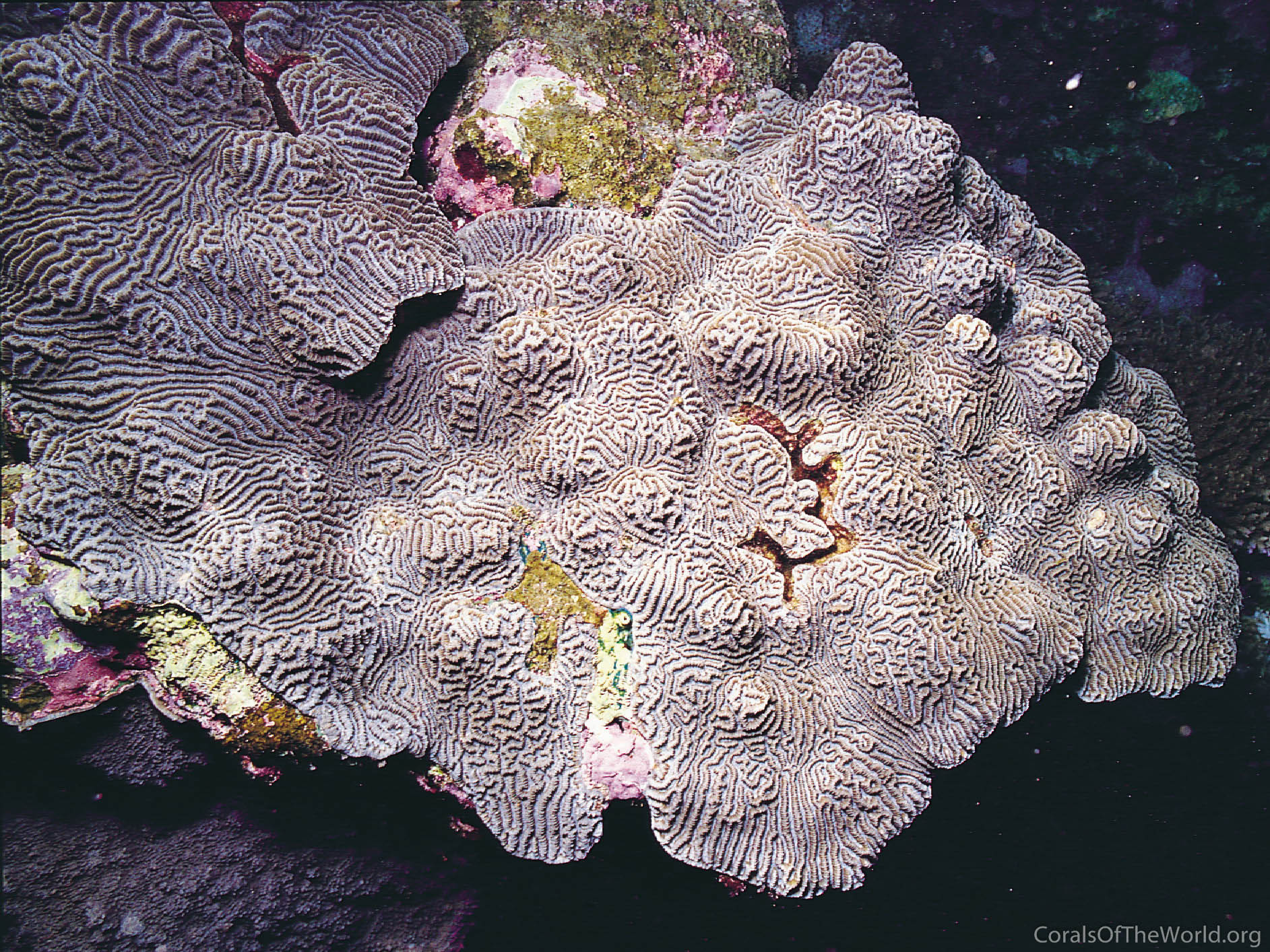 Leptoria irregularis