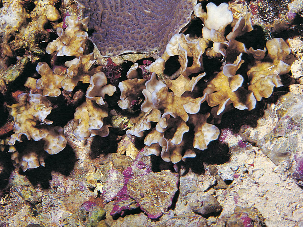 Leptoseris cailleti