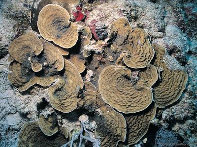 CotW: Leptoseris cucullata