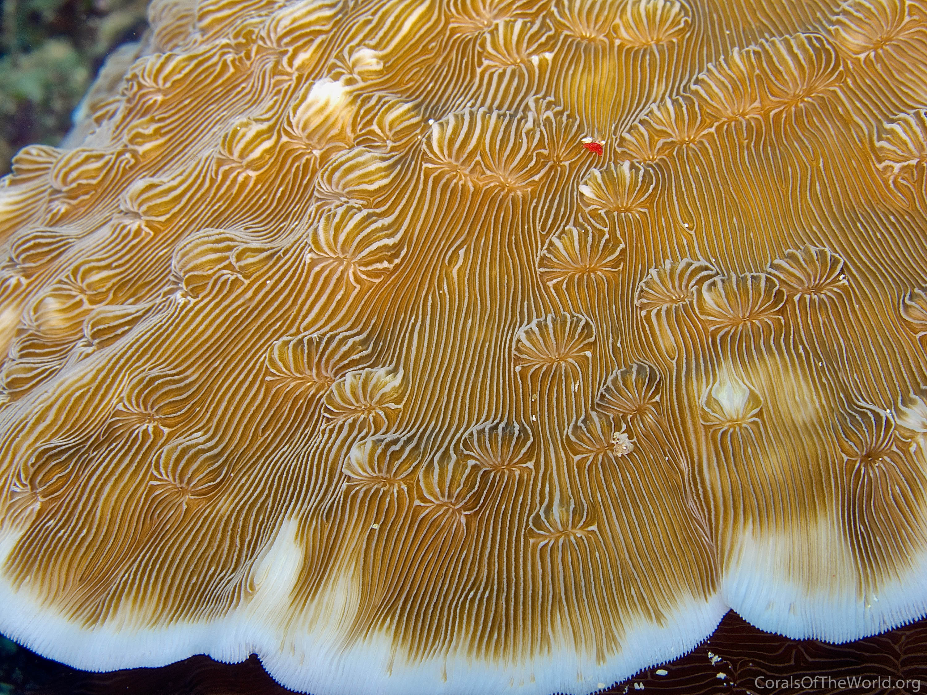 Leptoseris explanata