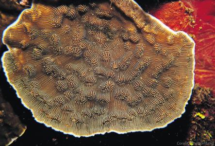 CotW: Leptoseris explanata