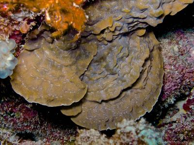 CotW: Leptoseris explanata