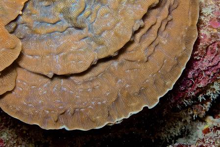 CotW: Leptoseris explanata