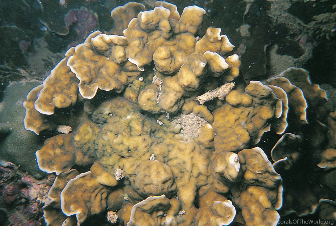 Leptoseris foliosa