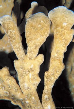 CotW: Leptoseris gardineri