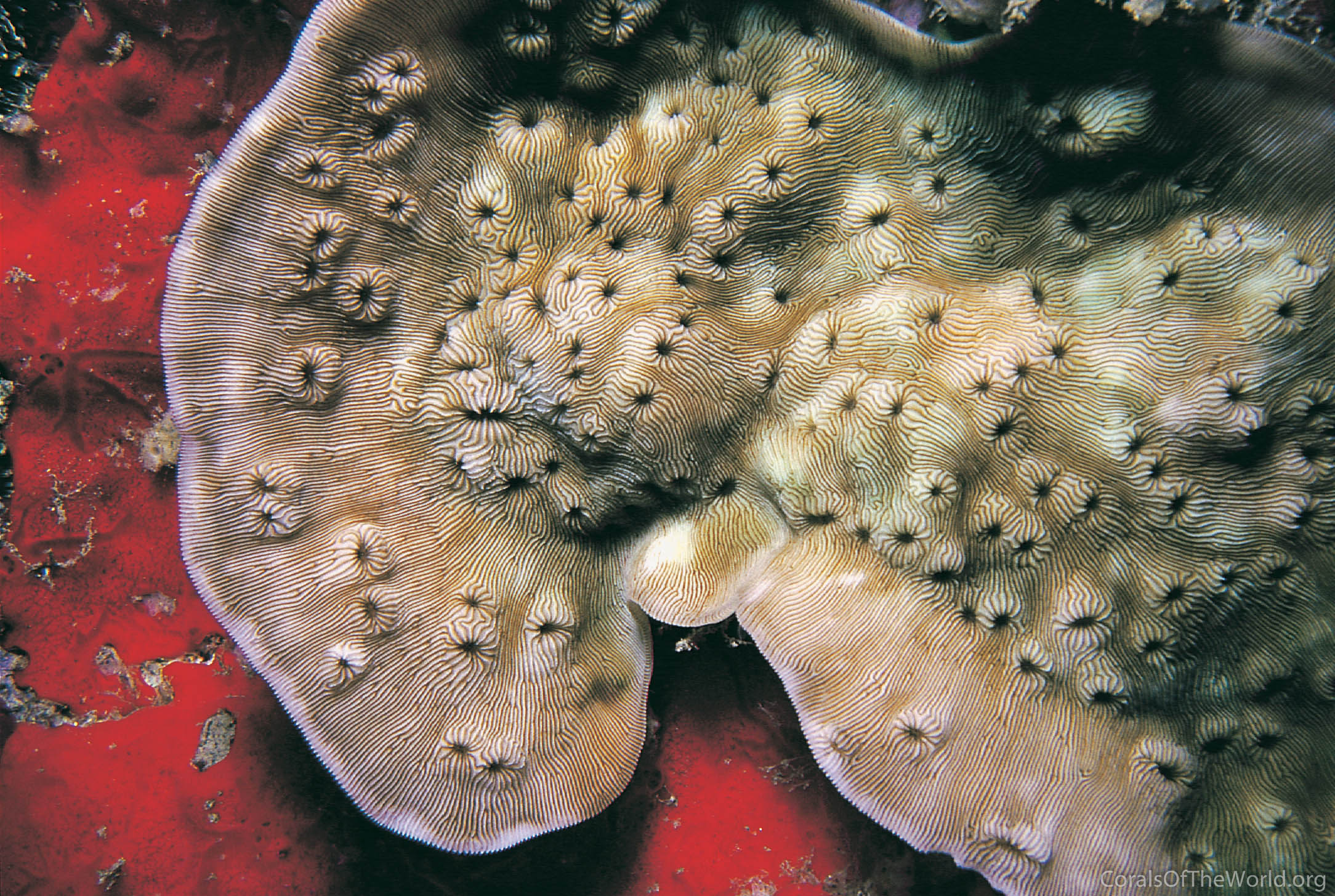 Leptoseris hawaiiensis