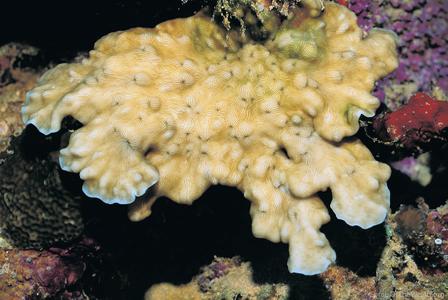 CotW preview: Leptoseris hawaiiensis
