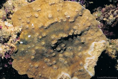 CotW: Leptoseris hawaiiensis