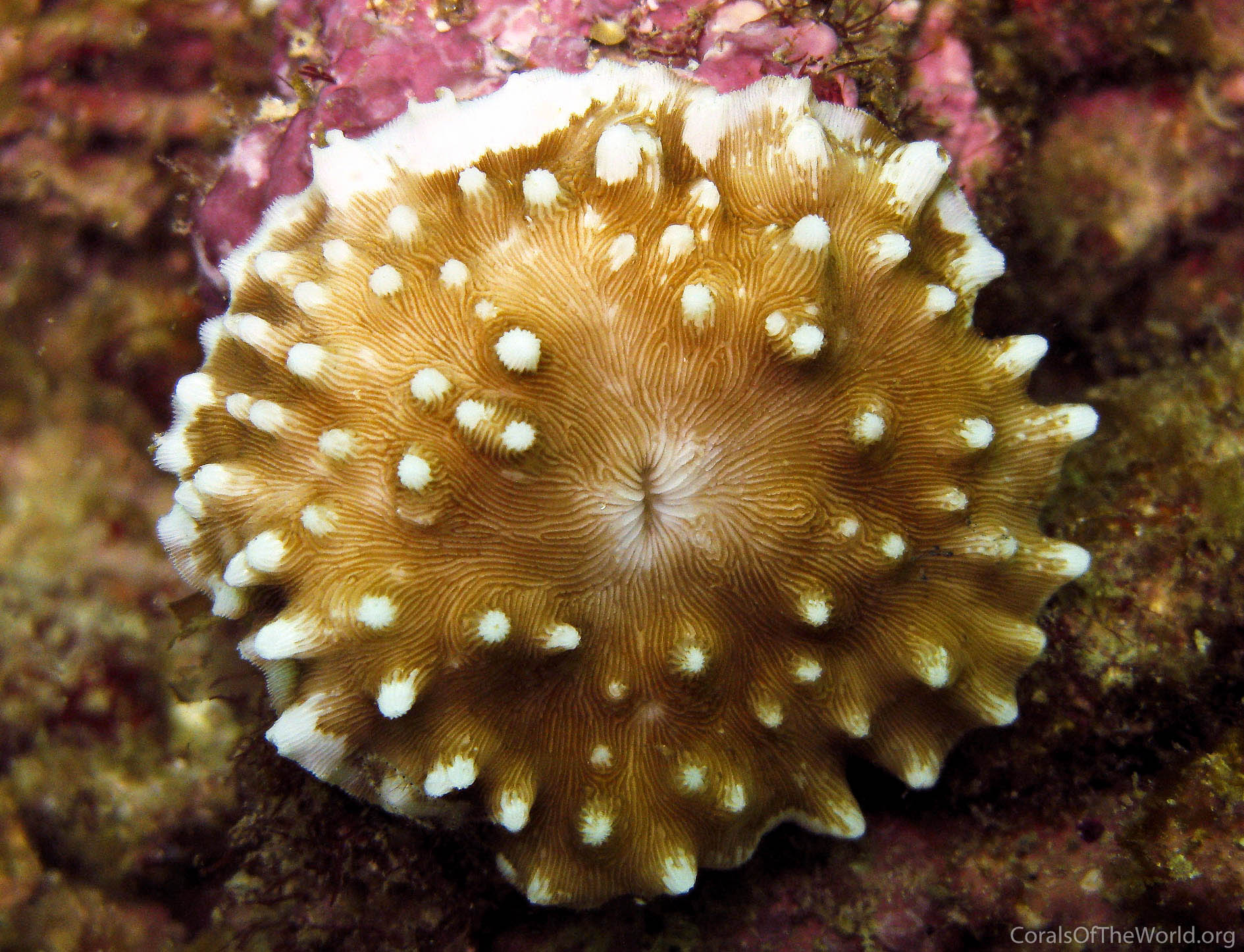 Leptoseris kalayaanensis