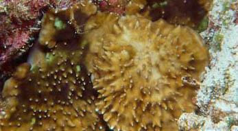 CotW preview: Leptoseris kalayaanensis