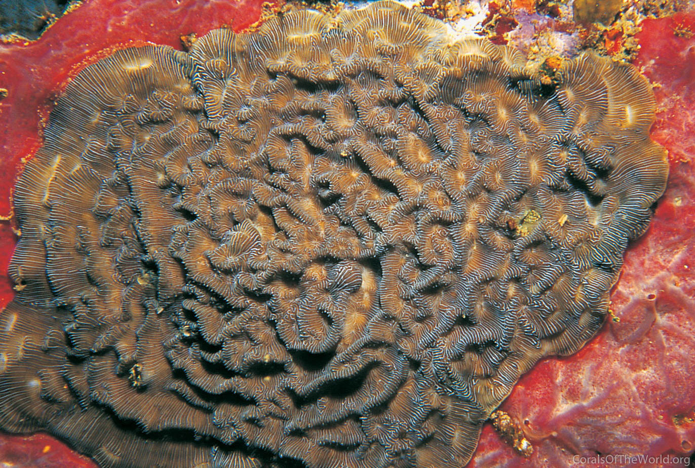 Leptoseris mycetoseroides