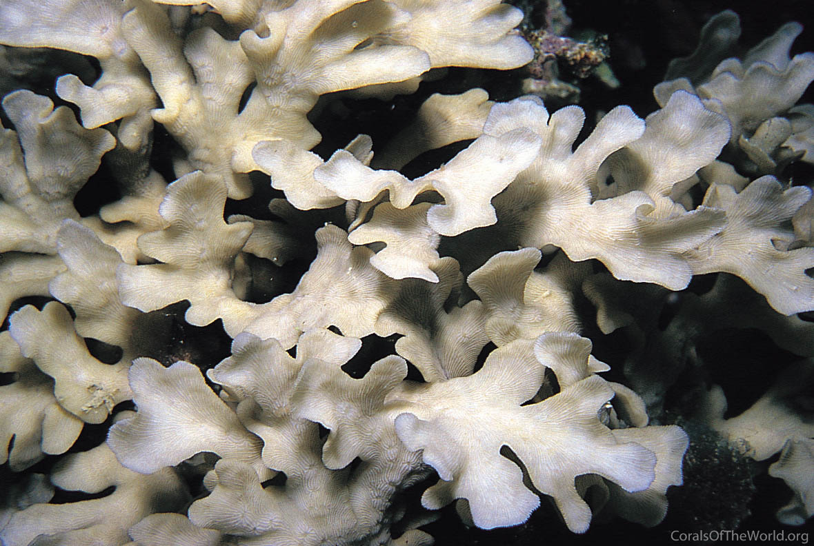 Leptoseris papyracea