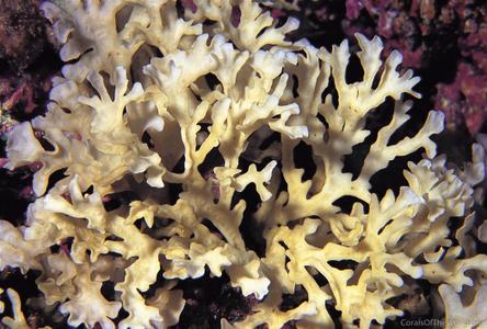 CotW: Leptoseris papyracea
