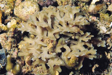 CotW: Leptoseris papyracea