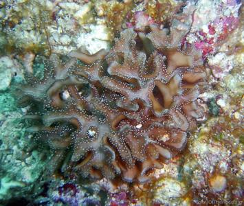 CotW: Leptoseris papyracea