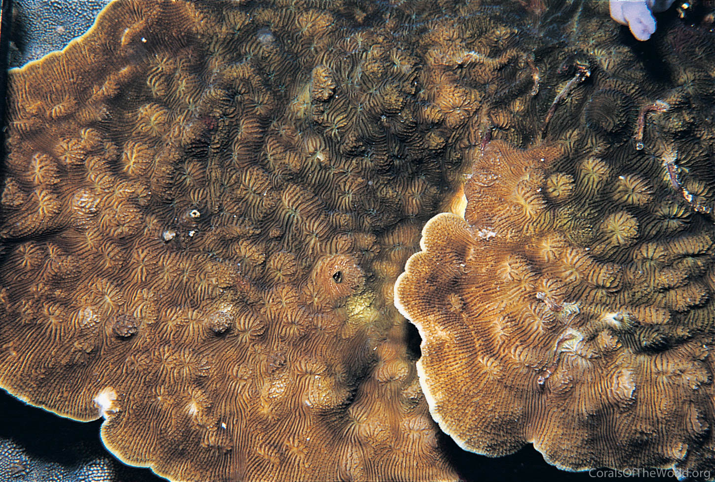 Leptoseris scabra