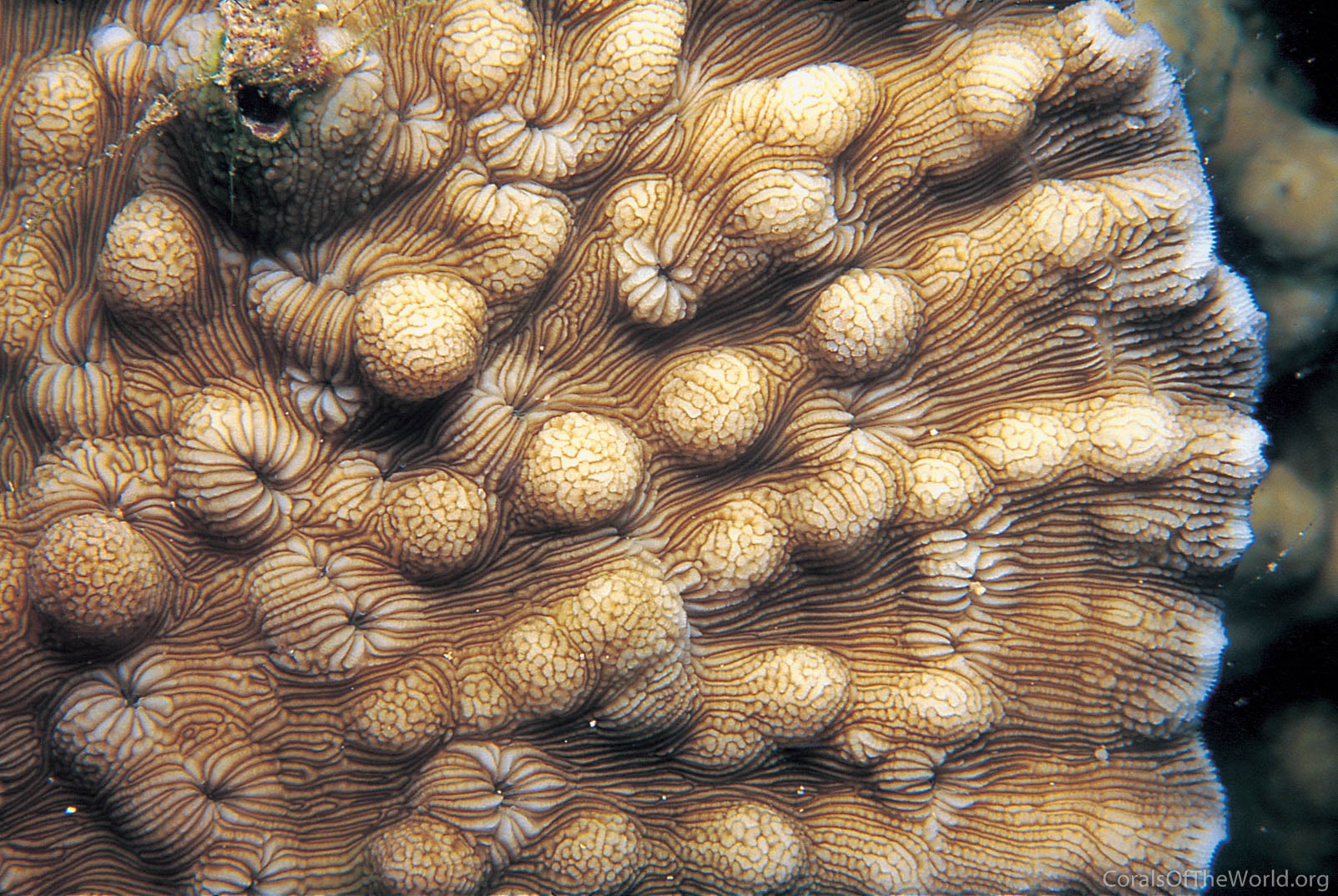 Leptoseris solida