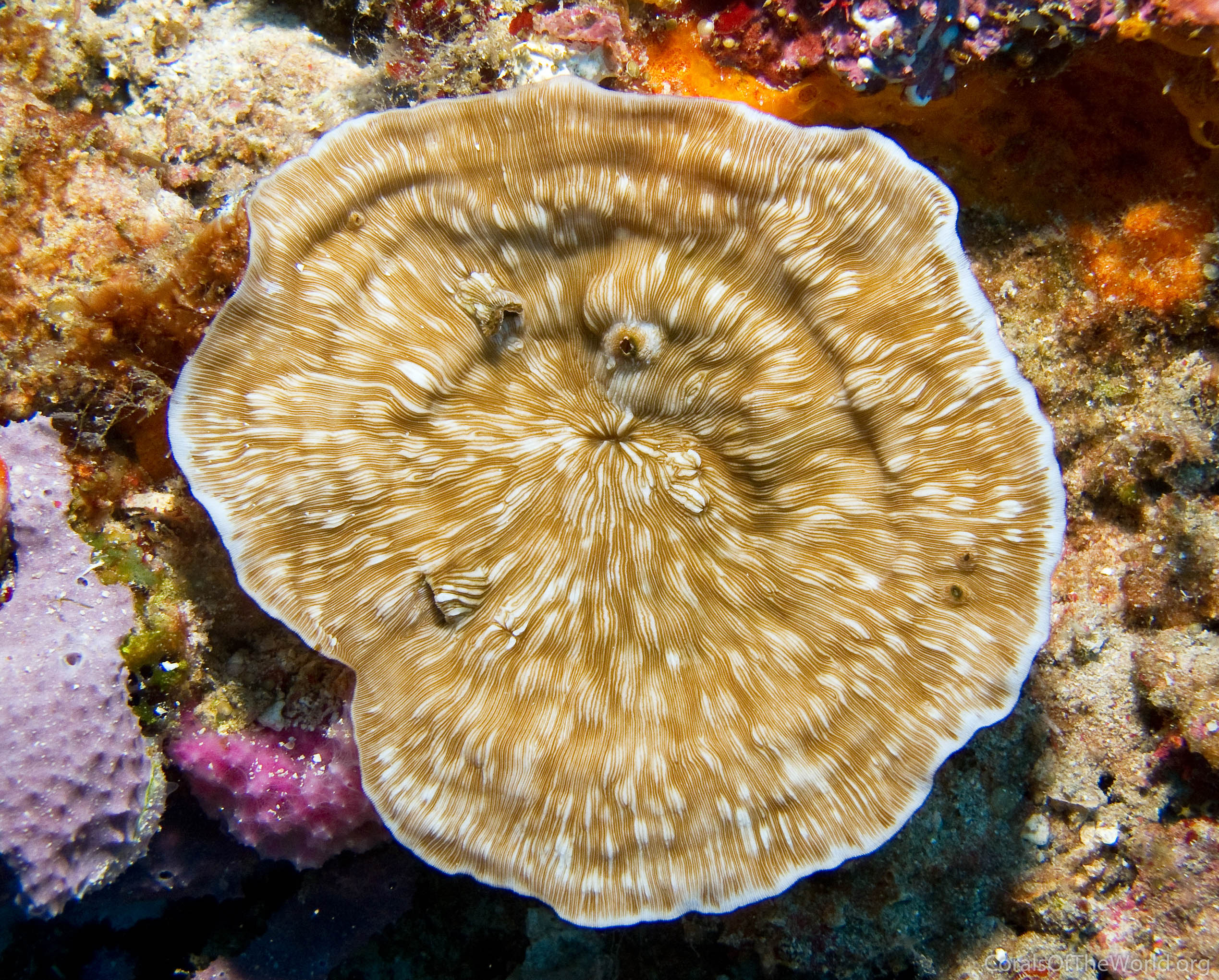 Leptoseris striata