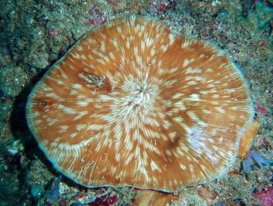 CotW: Leptoseris striata