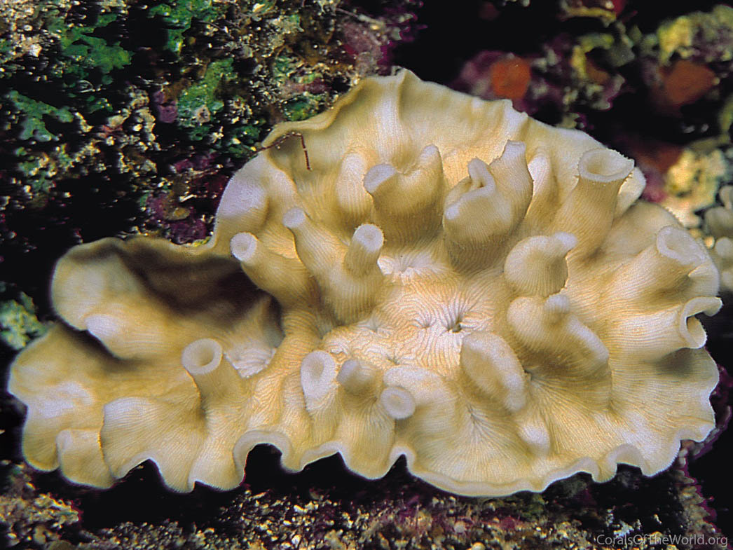 Leptoseris tubulifera