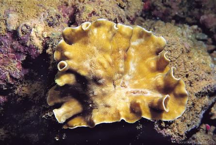 CotW: Leptoseris tubulifera