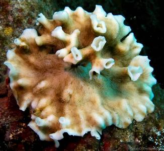 CotW: Leptoseris tubulifera