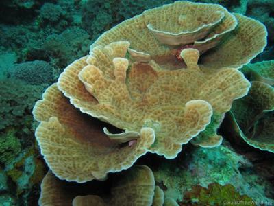 CotW: Leptoseris yabei