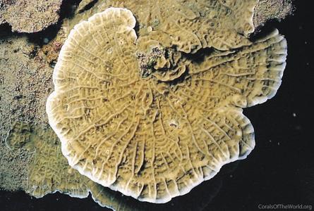 CotW: Leptoseris yabei