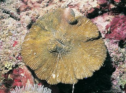 CotW preview: Lithophyllon lobata