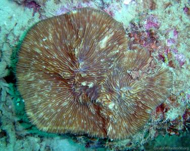 CotW preview: Lithophyllon lobata