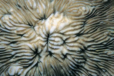 CotW: Lithophyllon lobata
