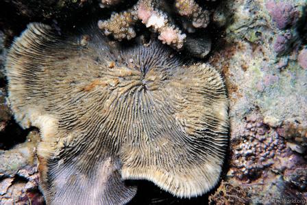 CotW: Lithophyllon lobata