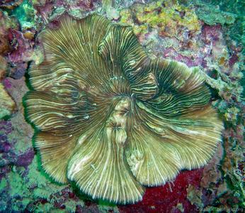 CotW: Lithophyllon lobata