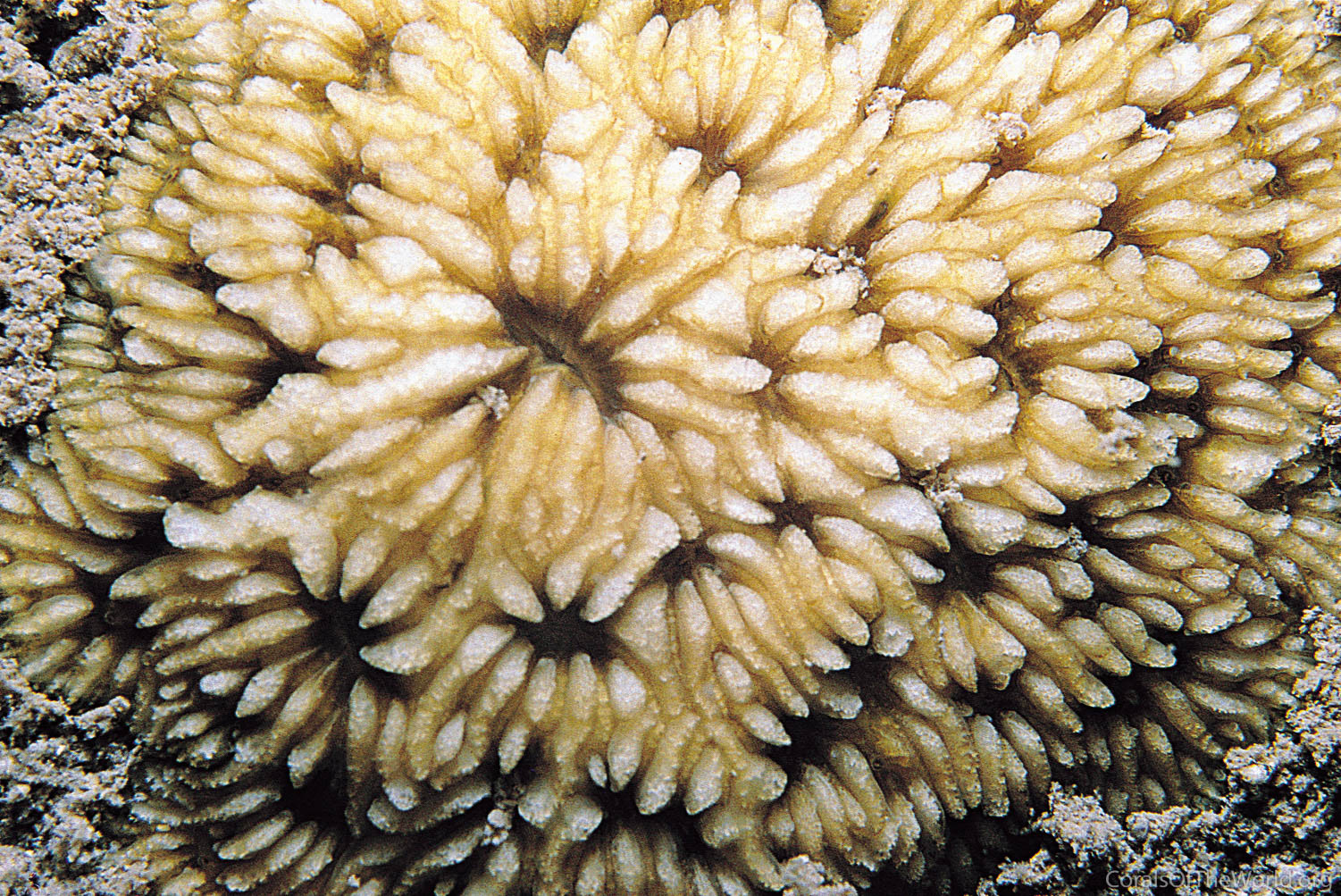 Lithophyllon mokai