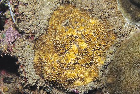 CotW: Lithophyllon mokai