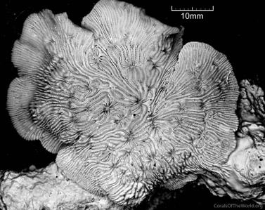 CotW: Lithophyllon mokai