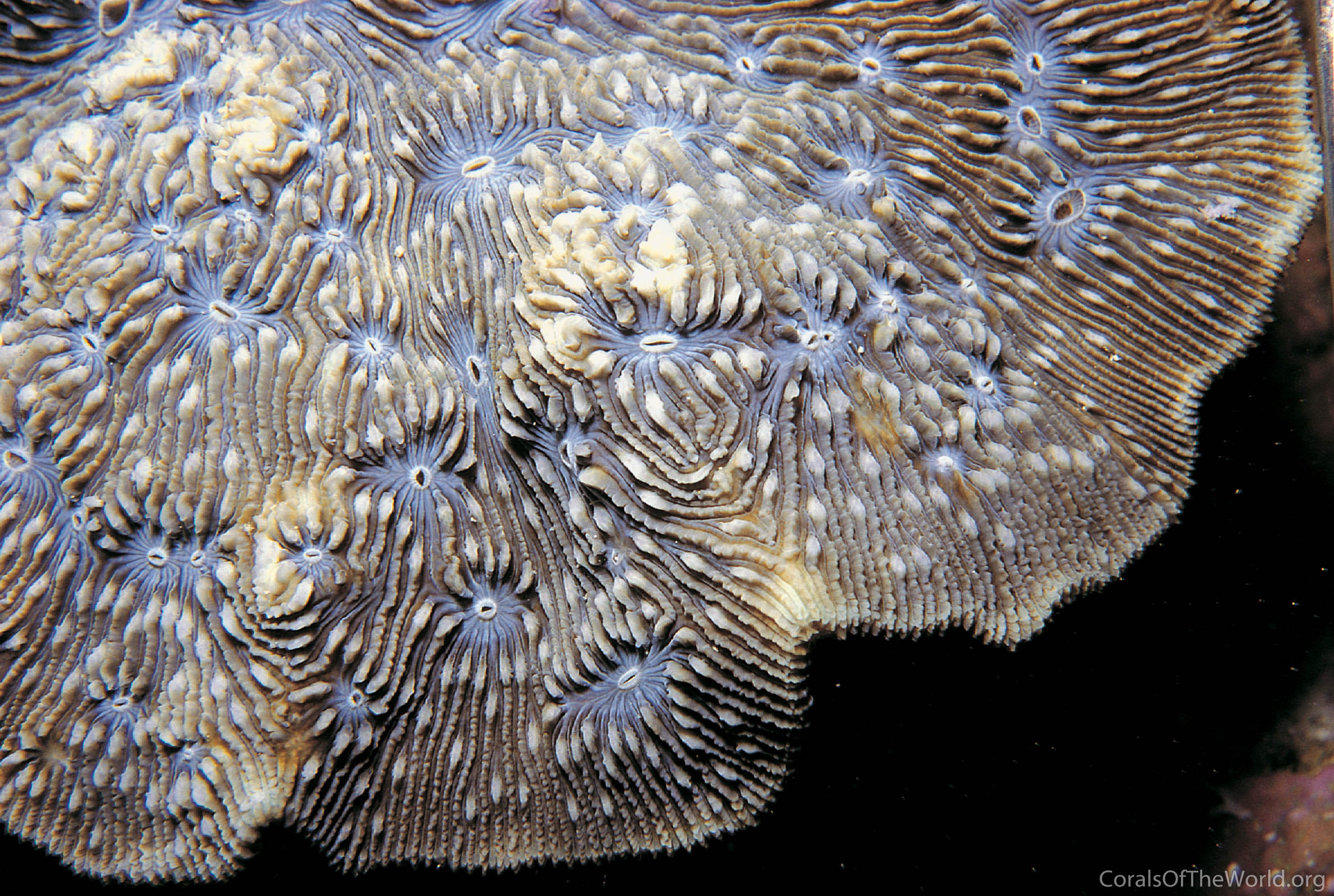 Lithophyllon undulatum
