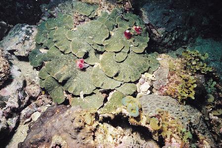 CotW: Lithophyllon undulatum