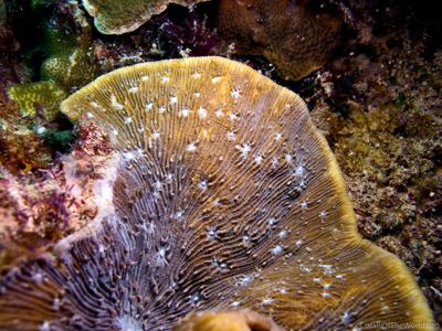 CotW: Lithophyllon undulatum