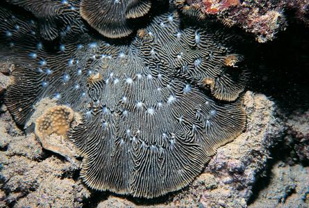 CotW: Lithophyllon undulatum