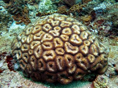 CotW preview: Lobophyllia corymbosa