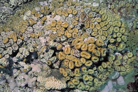 CotW preview: Lobophyllia corymbosa