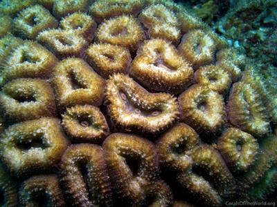 CotW: Lobophyllia corymbosa