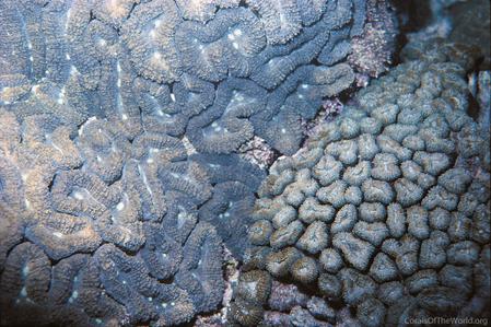 CotW: Lobophyllia corymbosa