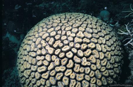 CotW: Lobophyllia corymbosa
