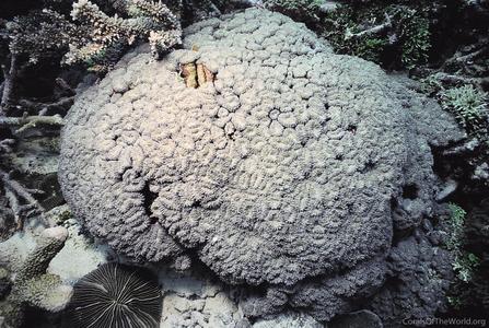 CotW preview: Lobophyllia dentatus