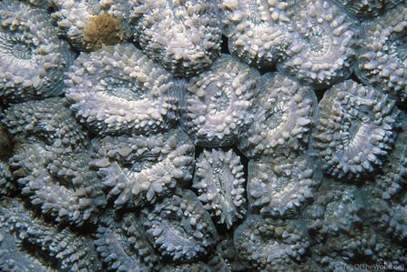 CotW: Lobophyllia dentatus