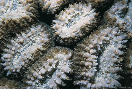 CotW: Lobophyllia dentatus