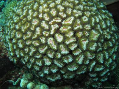 CotW: Lobophyllia dentatus